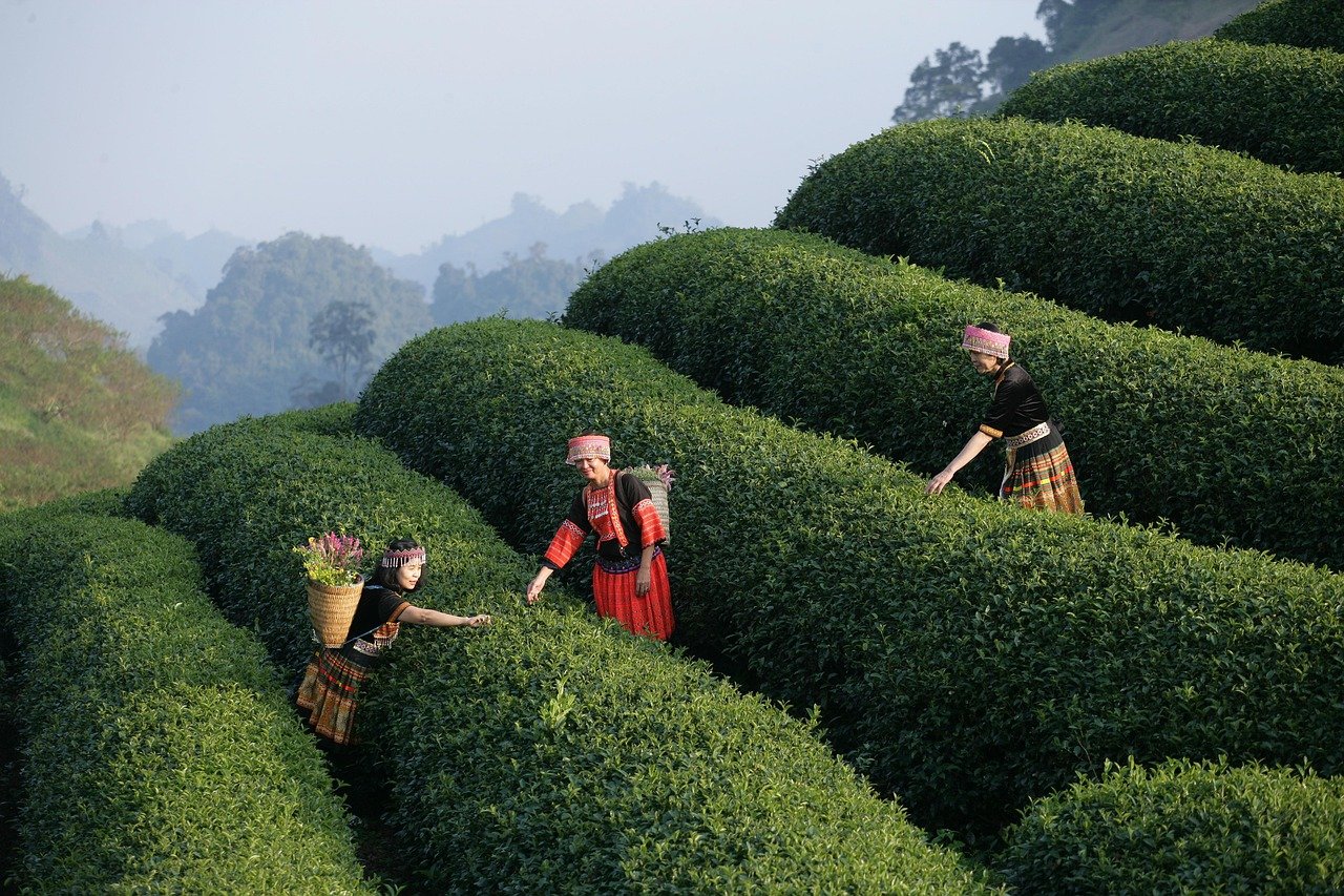 Performance-Optimized Themes for Speed and User Experience